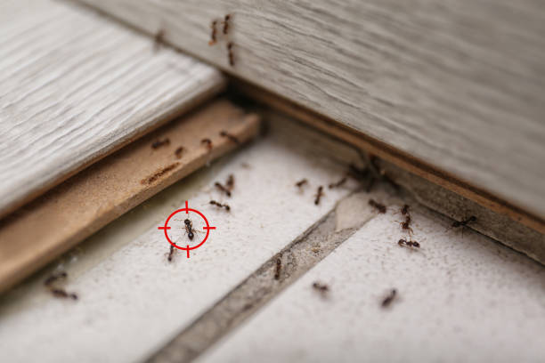 Best Pest Inspection Near Me  in Champlin, MN
